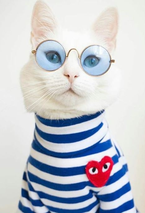 30 Purr-fect Dress Up That Your Cats Will Love - Feminine Buzz