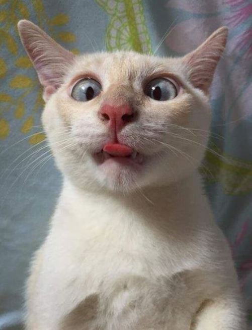 30 Funny Animals With Tongue Sticking Out That Will Melt Your Stress ...